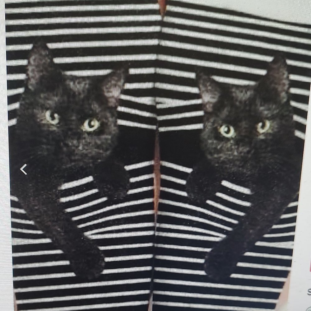 JFN Cute Black Cat Printed Casual Cotton Socks. OS